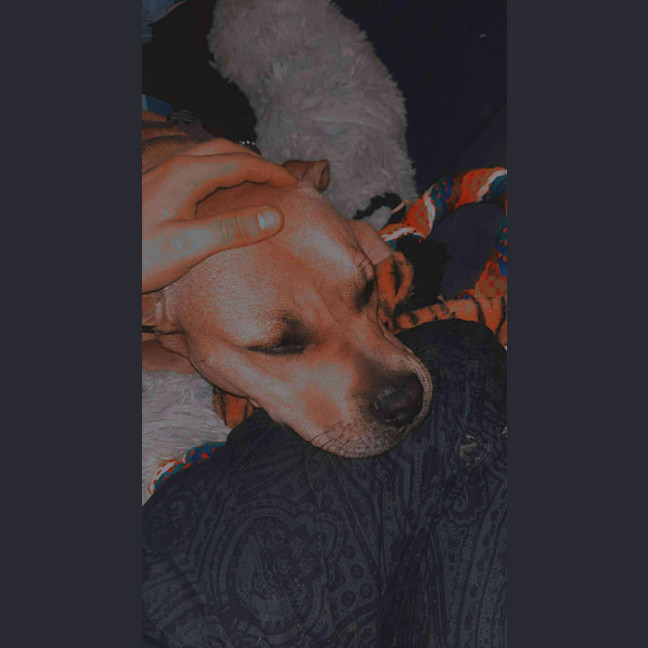 Photo of Bud