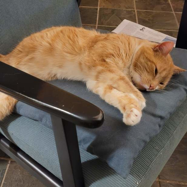 Photo of Findus