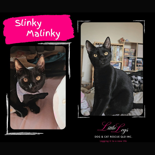 Photo of Slinky Malinky