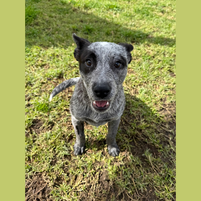 Photo of Luna
