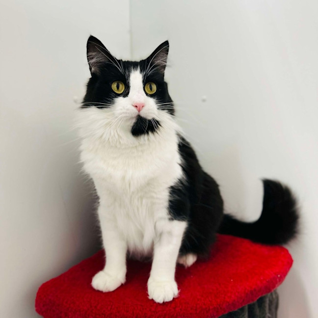 Photo of Merlin   Located In Hawthorn East