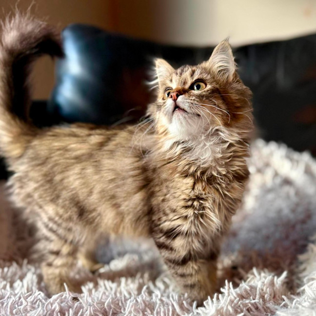 Photo of Firecracker   In Foster Care In Templestowe