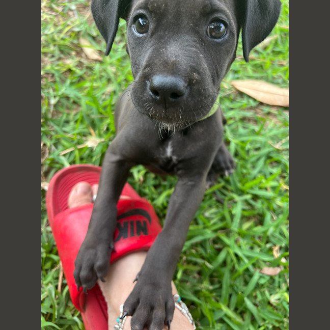Photo of Pollen (Green Beans)