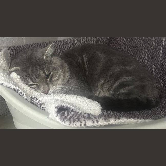 Photo of Smoocharooney