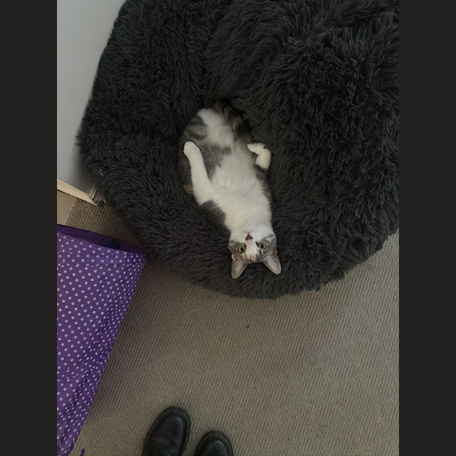 Photo of Possum