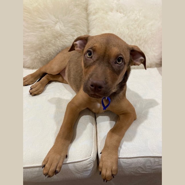 Photo of Ruby   11 Week Old Staffy X (On Trial)