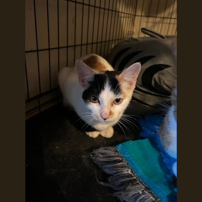 Photo of Samara 🌹