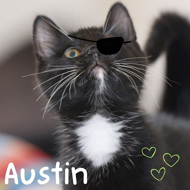 Photo of 🐾 Austin 🐾