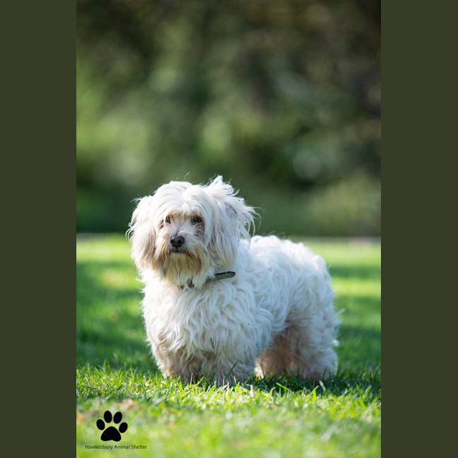 Photo of Marley
