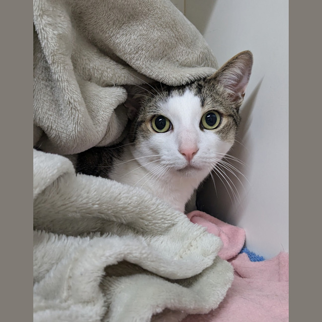 Photo of Houdini