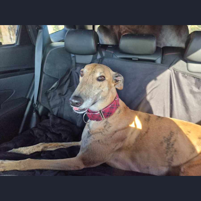 Photo of Spud, The Greyhound