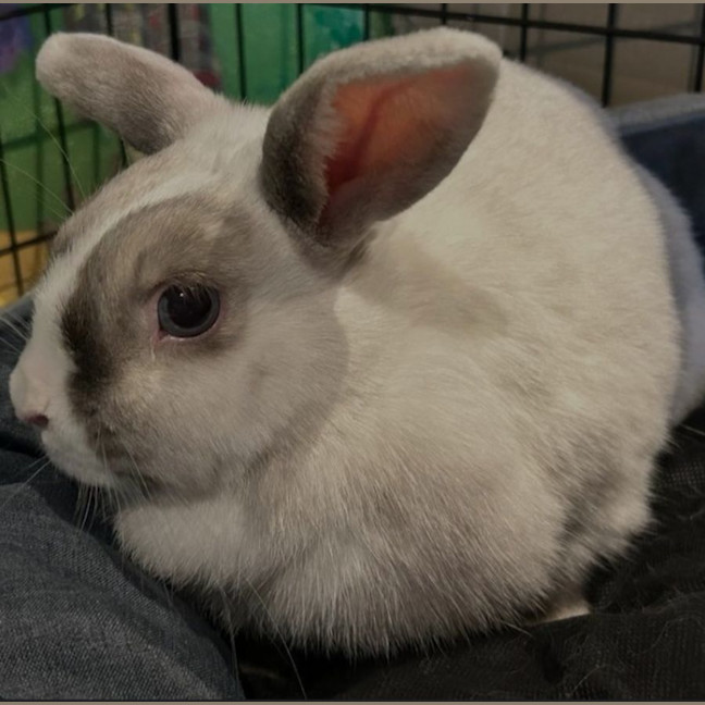 Photo of Mary Hoppins With Audrey Hopburn