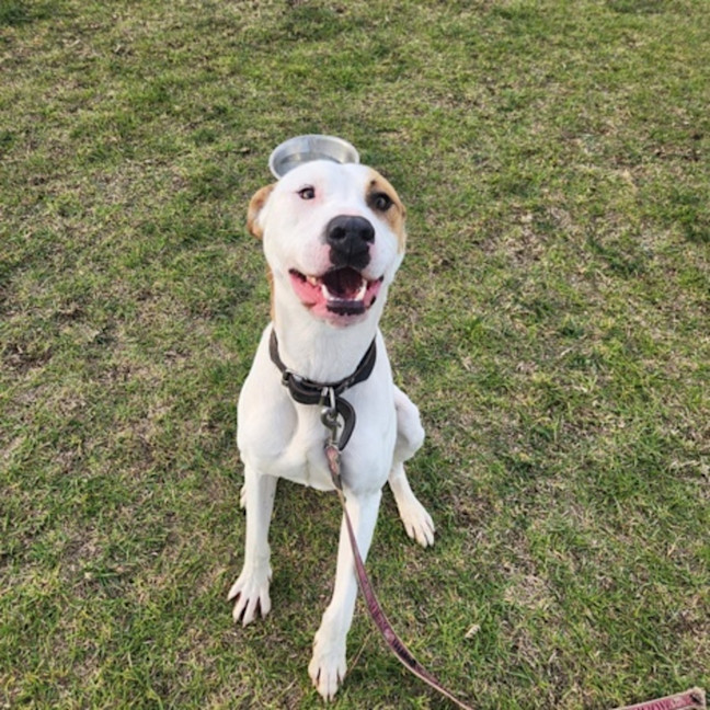 Photo of Bull (66183)