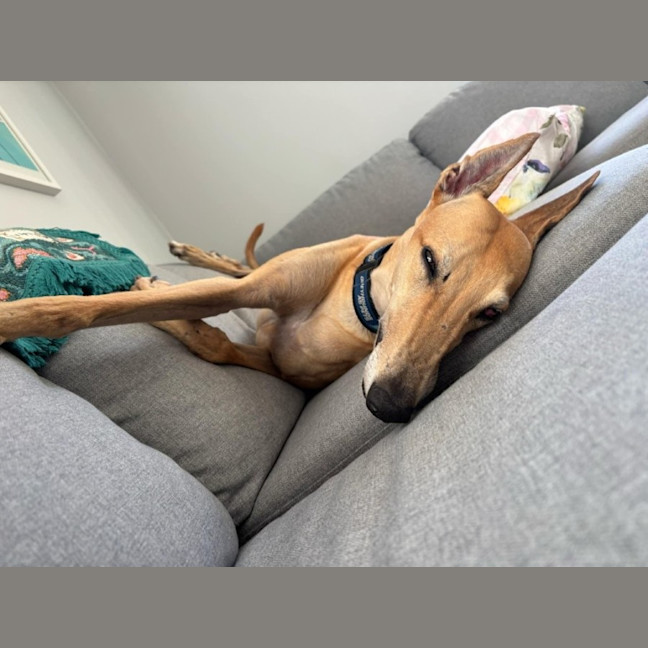 Photo of Xena   5 Year Old Greyhound