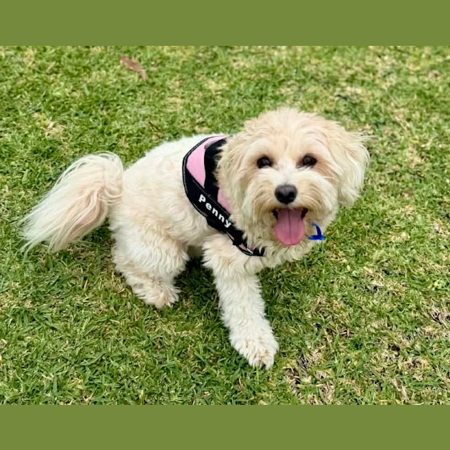 Photo of Penny   1 Year Old Cavoodle