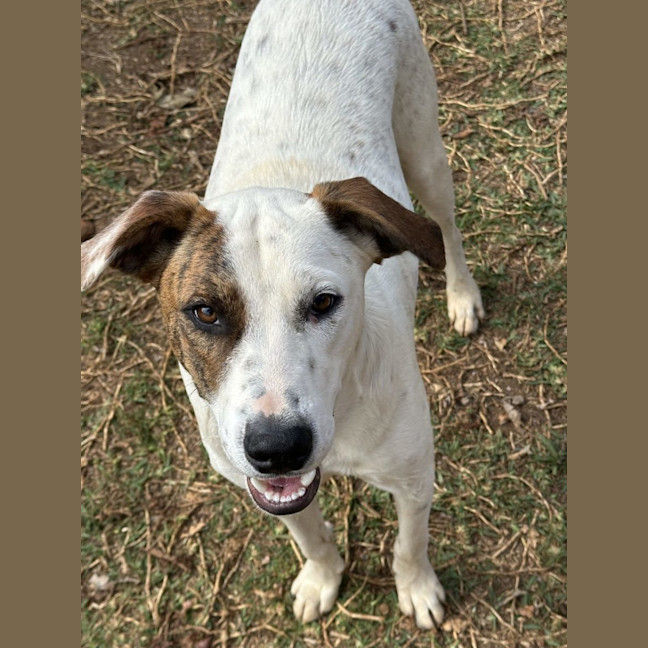 Photo of Thunder *$350 Adoption Fee* 