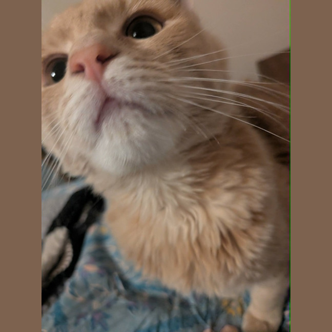 Photo of Mittens