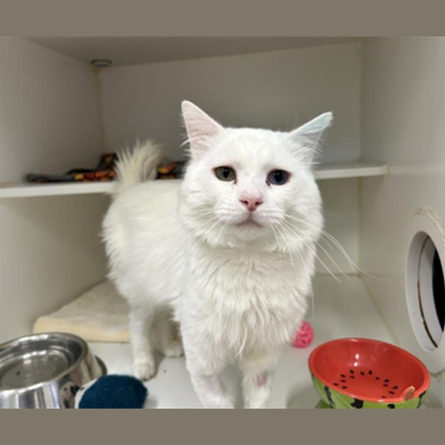 Photo of Puddles