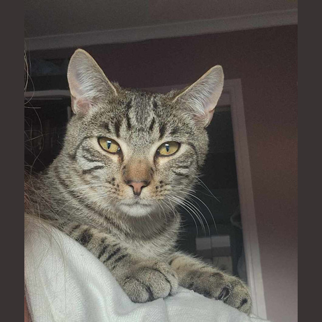 Photo of Dodge   Located In Templestowe