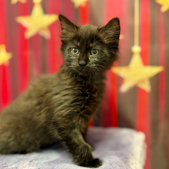 Photo of Kiki   Located In Kew