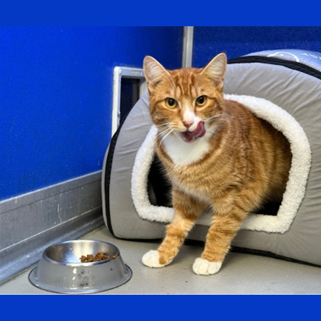 Photo of Georgie