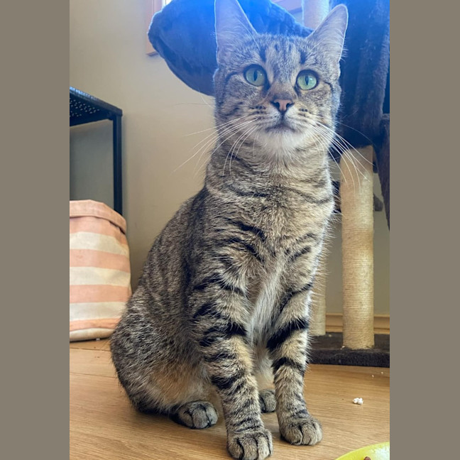 Photo of Tilly