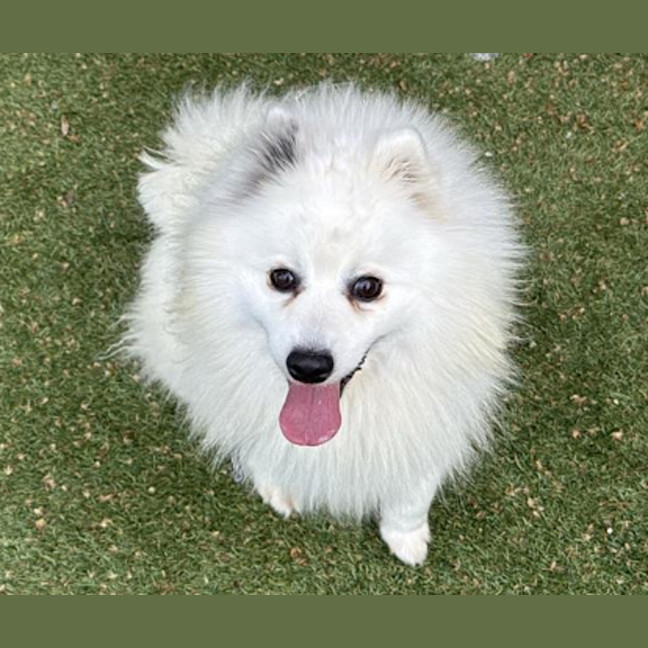 Photo of Powder