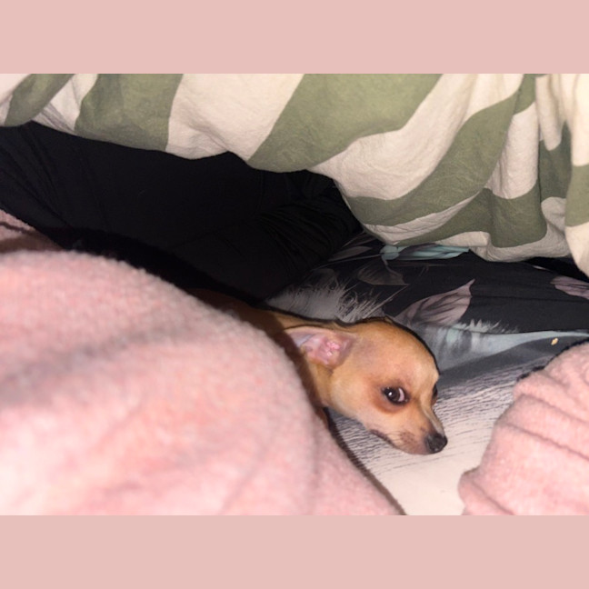 Photo of Peanut 🥜 