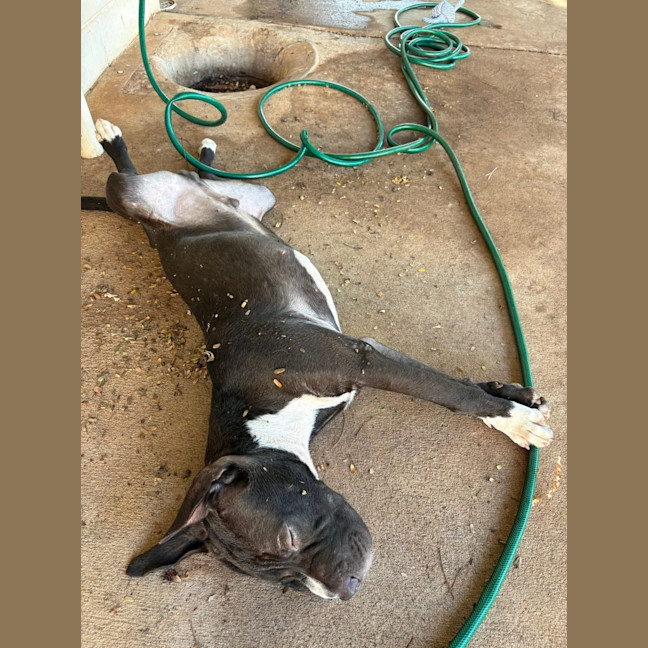Photo of Domino