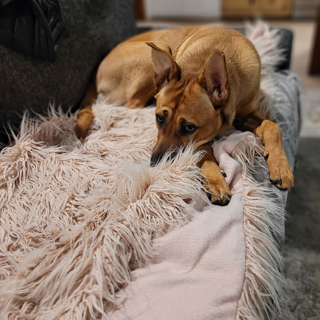 Photo of Gracie