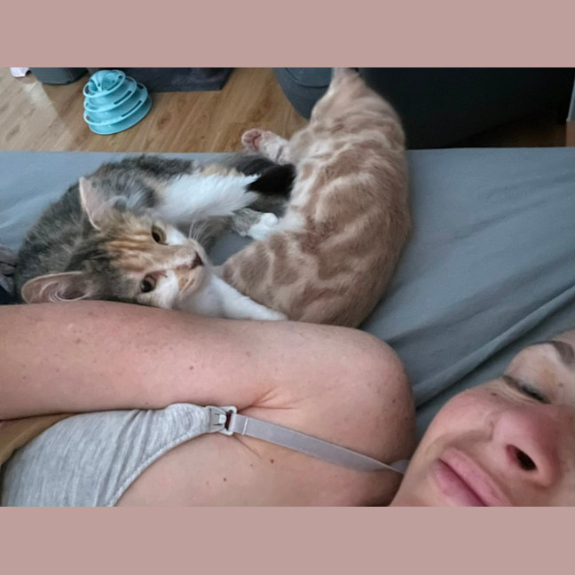 Photo of Simba   In Foster Care In Bentleigh East