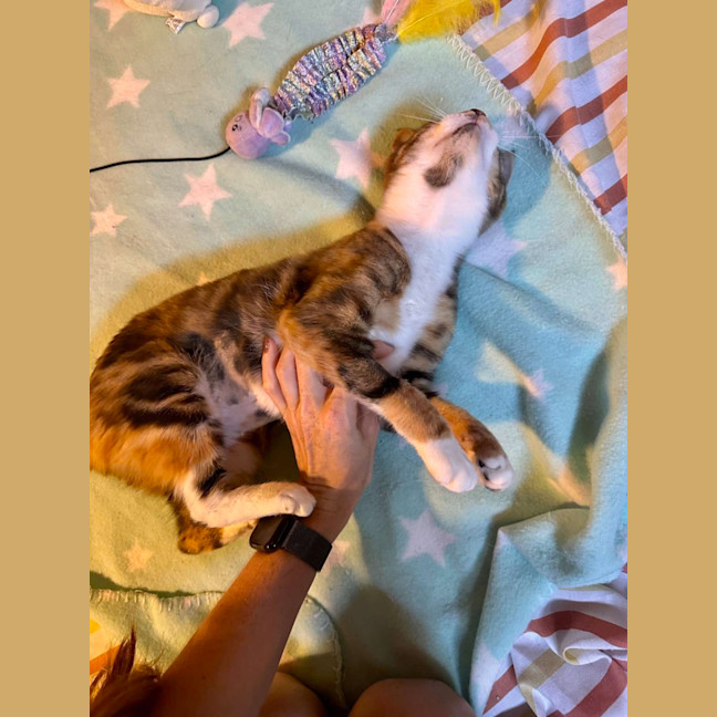 Photo of Moe   Located In Brunswick West