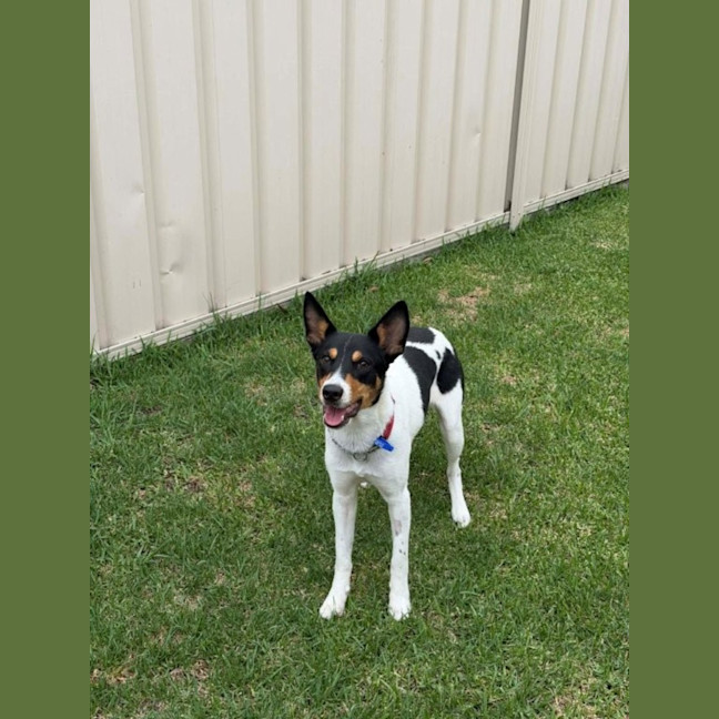 Photo of Sooky   1 Year Old Mini Foxie X