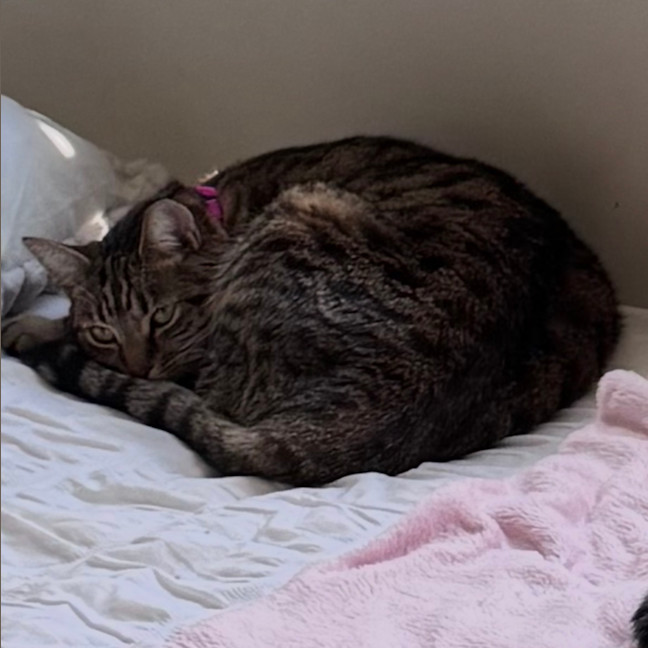 Photo of Tiger
