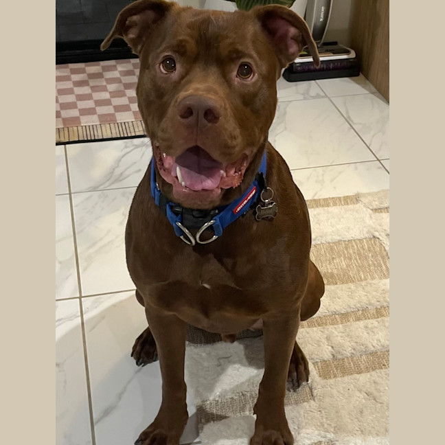 Photo of Boof