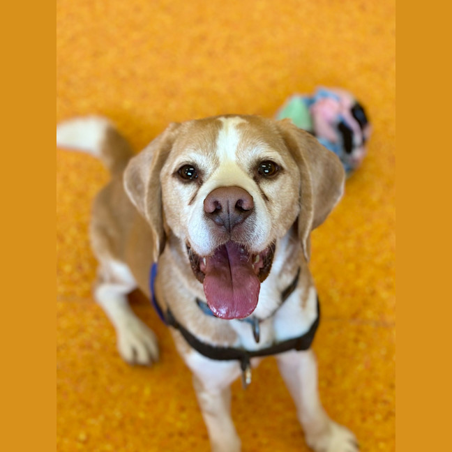 Photo of Benji