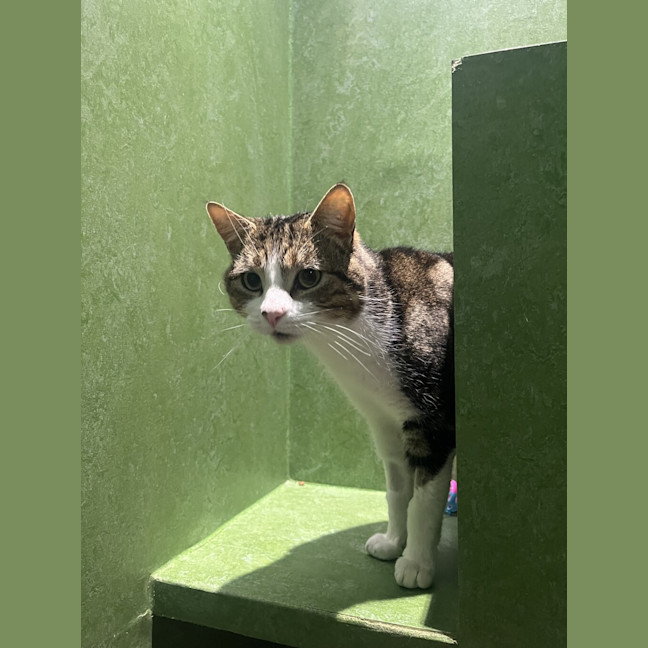 Photo of Alvin