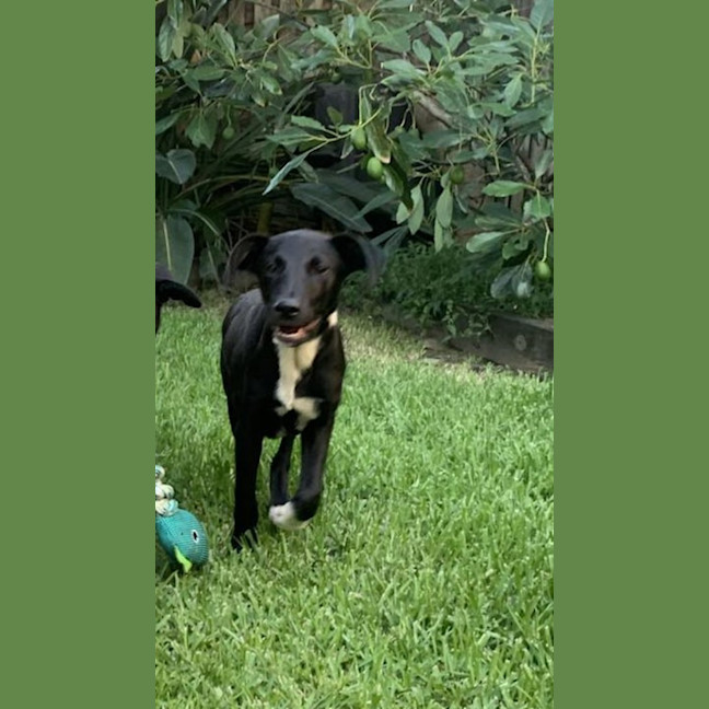 Photo of Bruno