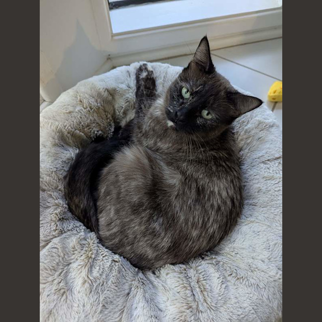 Photo of Sheeba