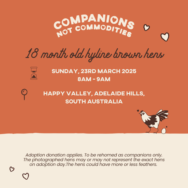 Photo of Rescue Hens