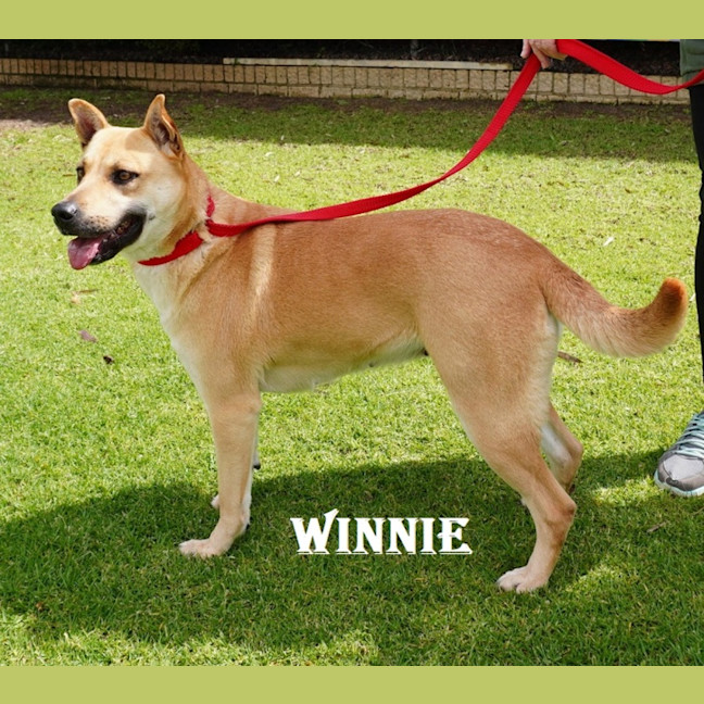 Photo of Winnie
