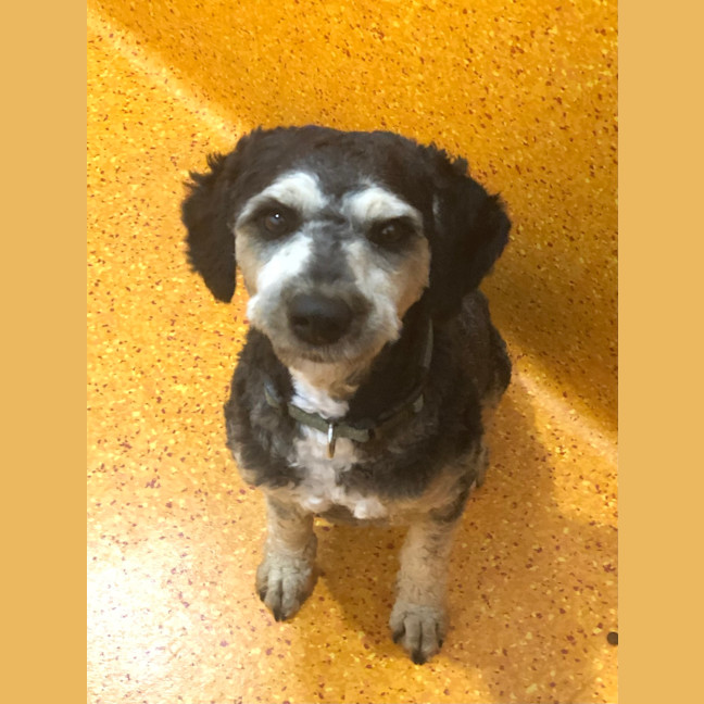 Photo of Louie