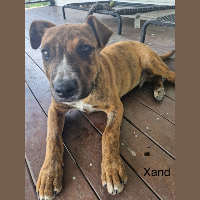 Photo of Xand