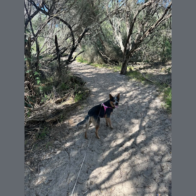 Photo of Zeek   1.5 Year Old Cattle Dog
