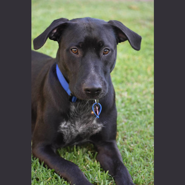 Photo of Magnum *$150 Adoption Fee*