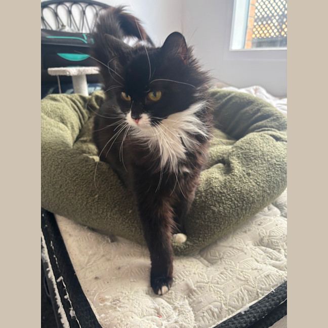 Photo of Nellie 🌺