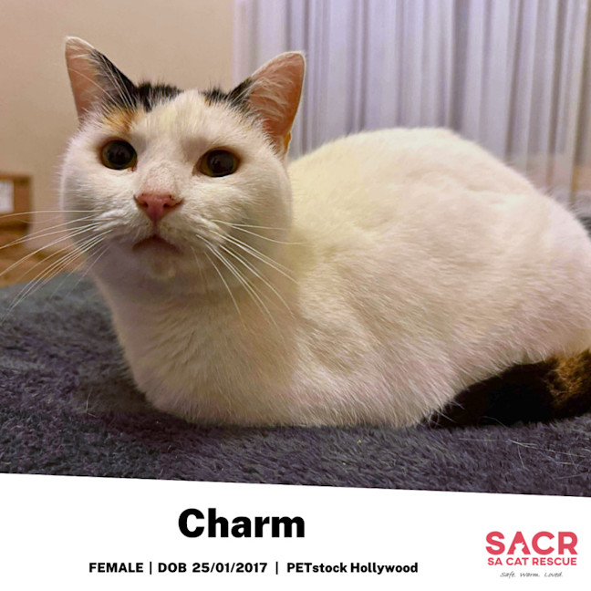 Photo of Charm