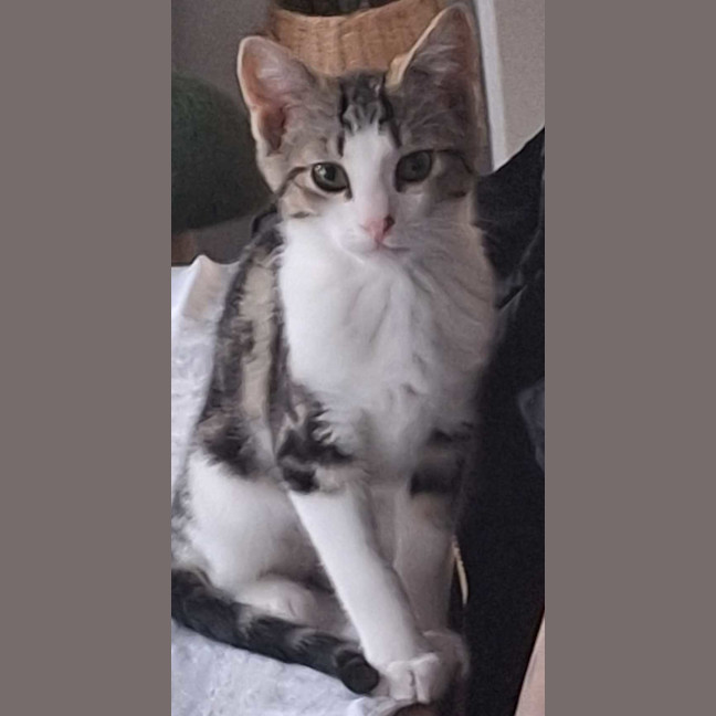 Photo of Archie