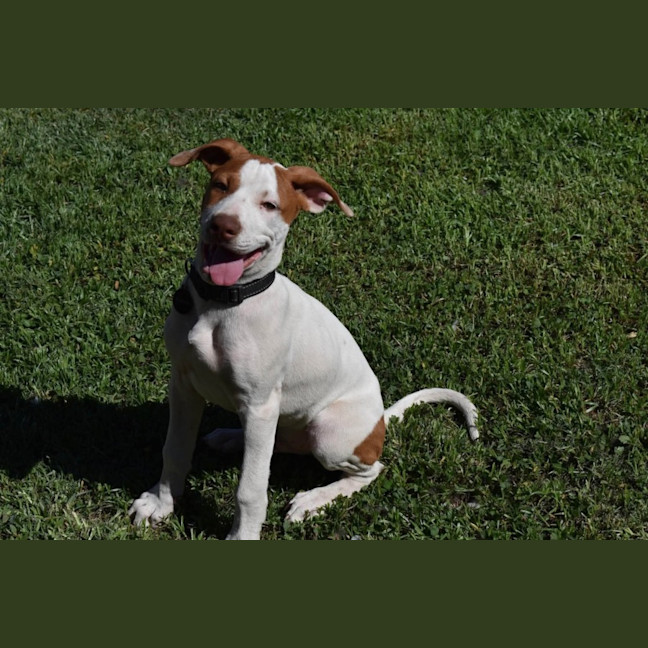 Photo of Ares