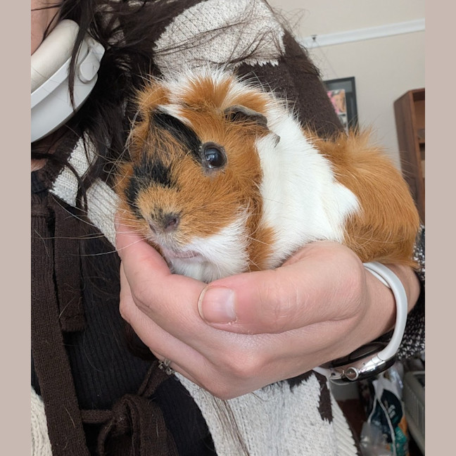Photo of Cinnamon / Mochi